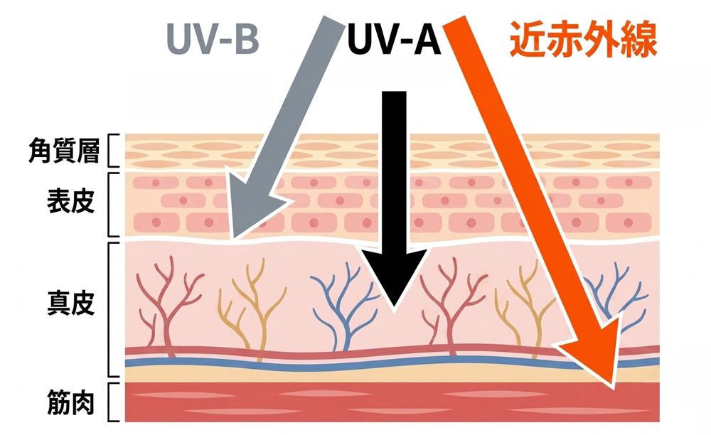 紫外線（UV-A・UV-B）と近赤外線の違いとして皮膚のどこまで届くかを示したイメージ図